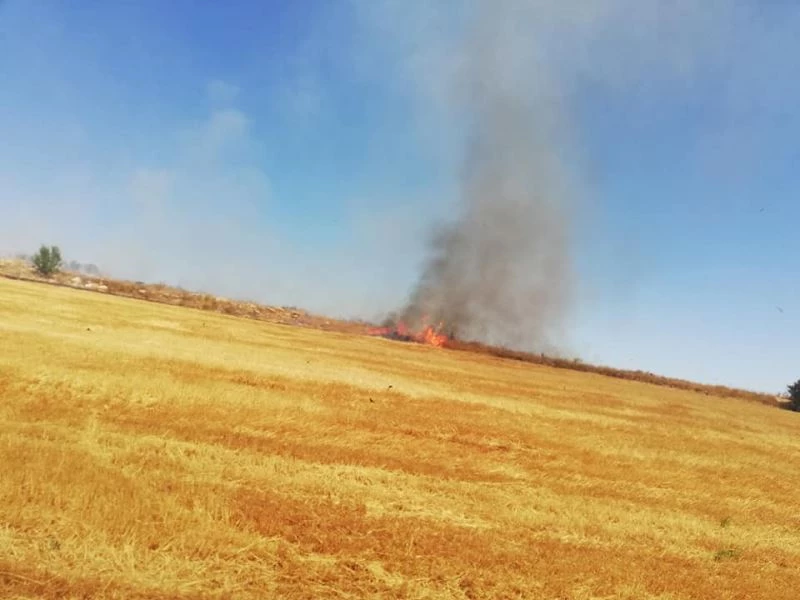 Ateşe verilen tarlalarda kaplumbağalar da yanarak can verdi
