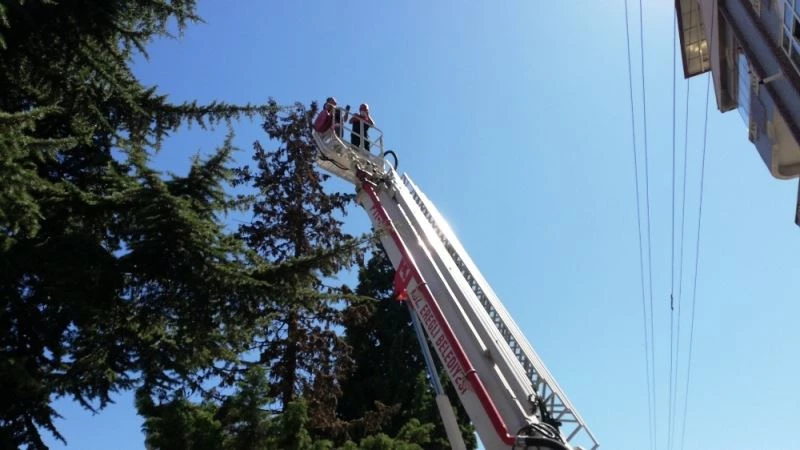 Papağanını kurtarmak isterken ağaçta mahsur kaldı
