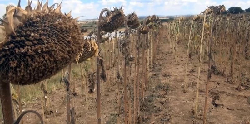 Kuraklık ayçiçeği verimini düşürdü
