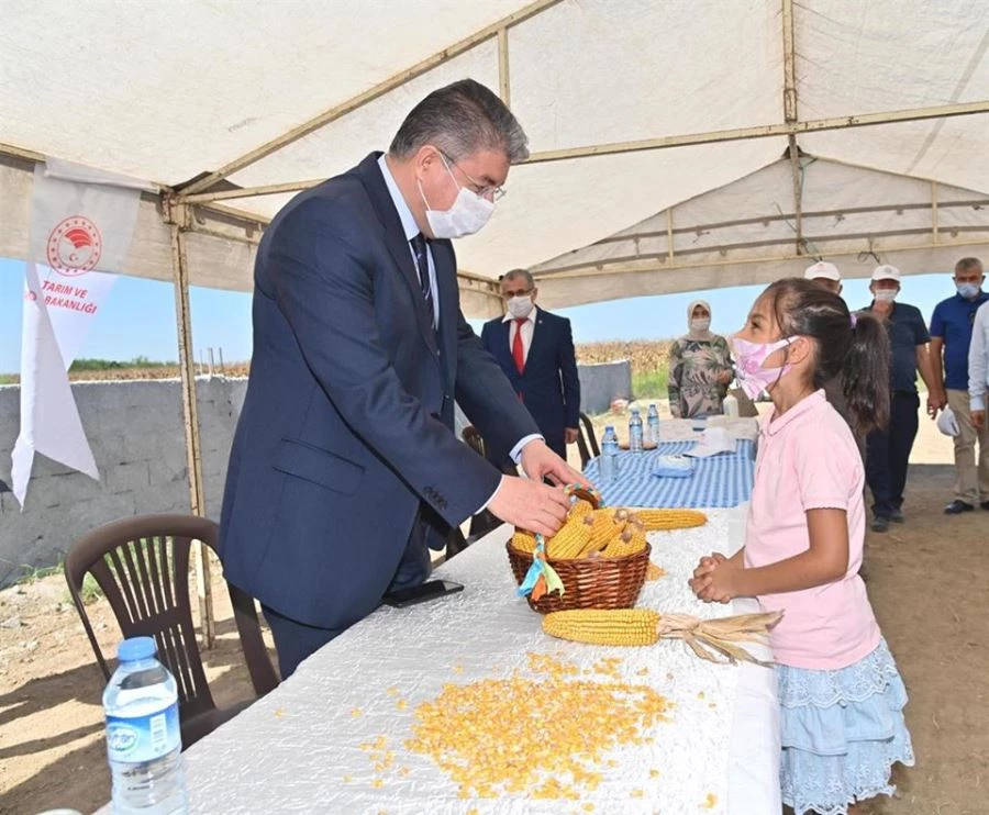 VALİ DR. ERDİNÇ YILMAZ,  MISIR HASADINA KATILDI.