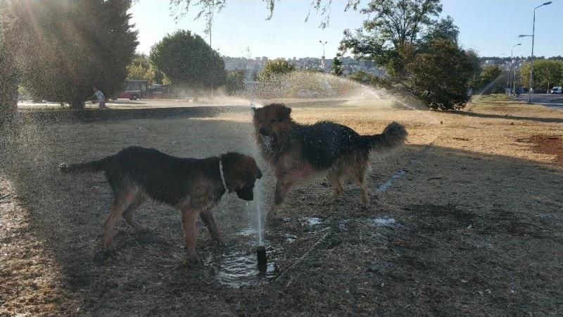 Sıcaktan bunalan köpeklerin fıskiye keyfi
