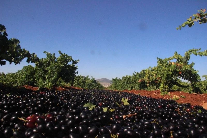 Kilis Karası üzümün hasadı başladı
