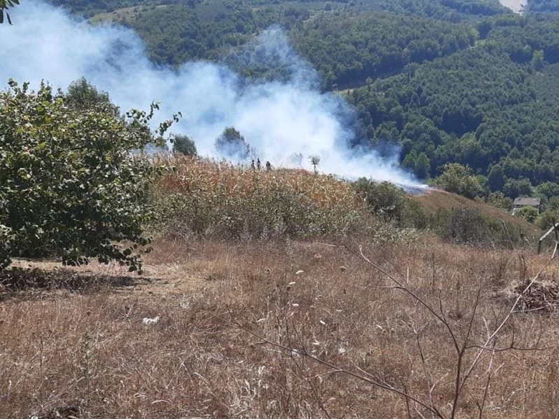 Düzce’de 5 dönüm fındıklık yandı
