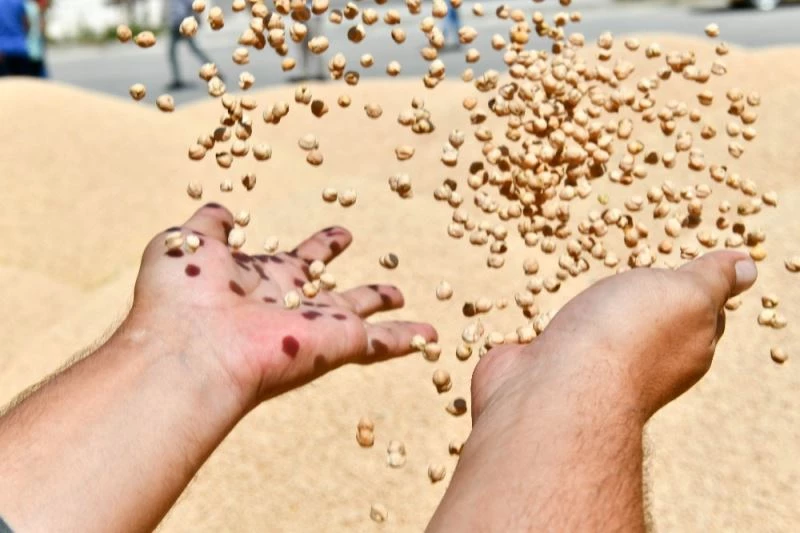 Sözleşmeli üreticilik projesinde ilk hasat yapıldı
