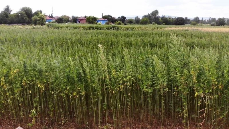 Kenevirin boyu 4 metreye ulaştı
