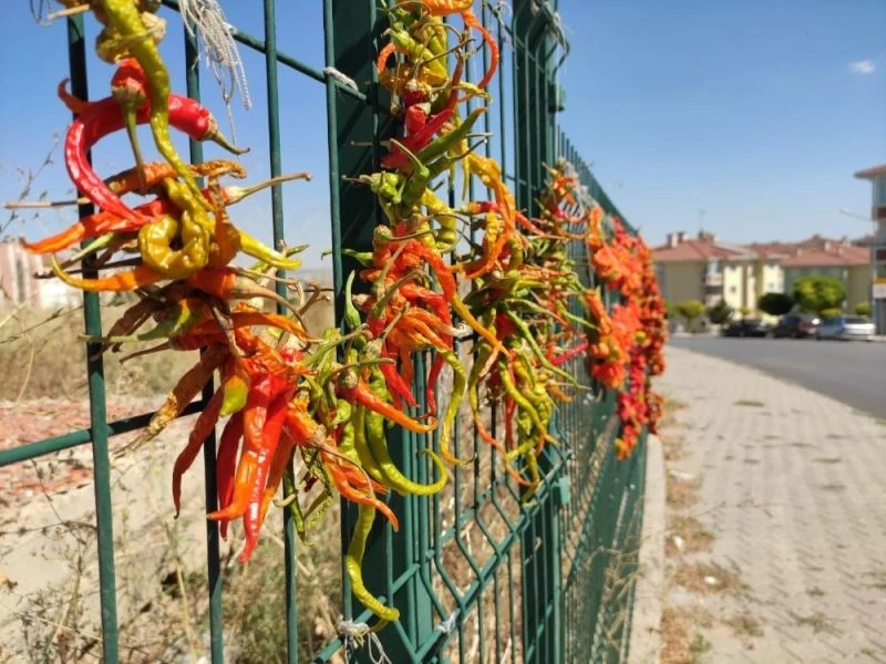 Kış için kurutulan biberler yol kenarlarına asıldı
