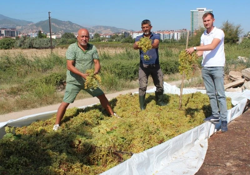 Manisa’da düşük kalite üzümde alımlar başladı
