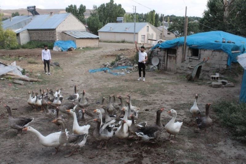 Pandemi döneminde biriktirdiği  burs parası ile kaz yetiştiriciliğine başladı
