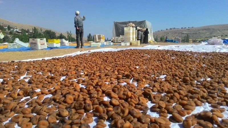 Kayısıda hasadın sonuna gelindi
