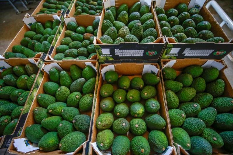 İhracatçılar ve üreticiler egzotik meyvelere yöneliyor