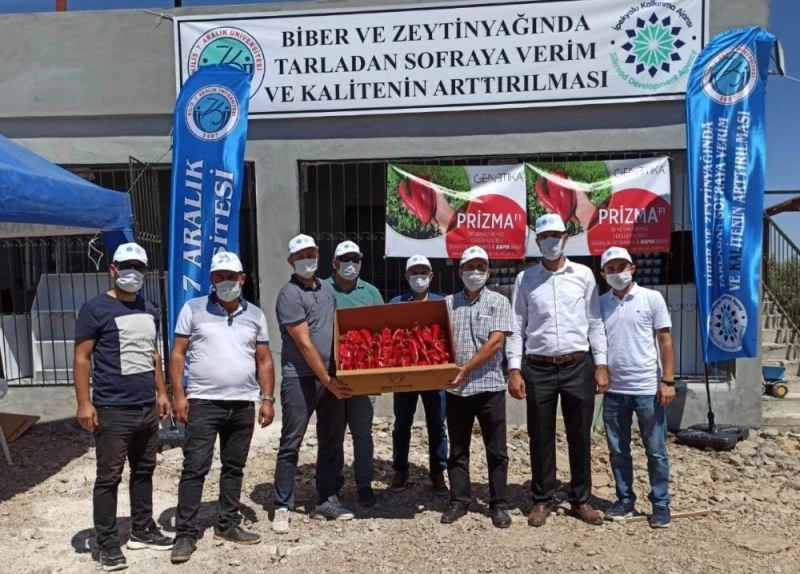 Biber ve Zeytinyağında kaliteyi arttırmak için projeler üretiliyor
