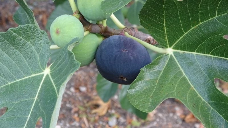 Dünyaca ünlü Kraliçe inciri yüz güldürdü
