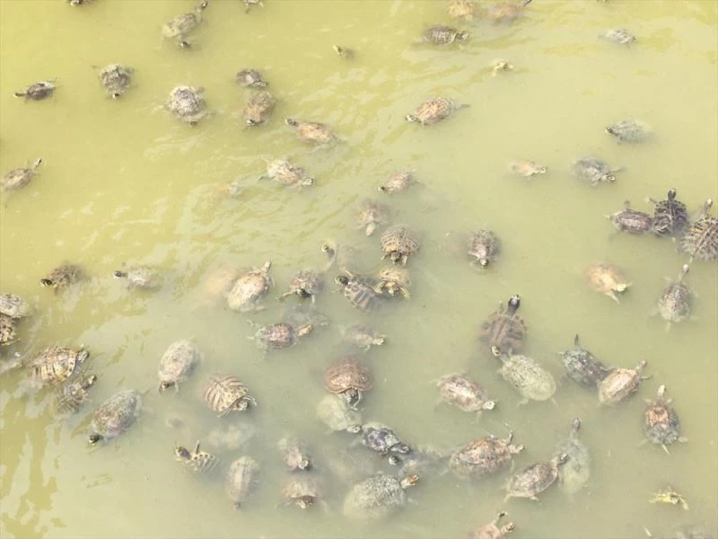 Tarihi Mamure Kalesi