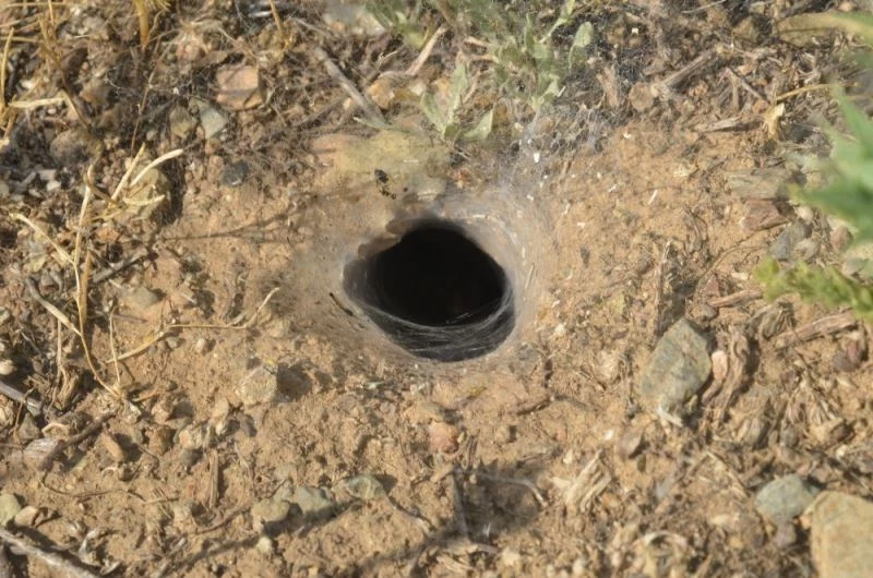 Örümceğin çekirgeyi avlama anı kameralara yansıdı
