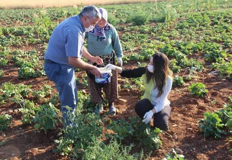 Su kullanılmadan üretilen bamya hasadı başladı

