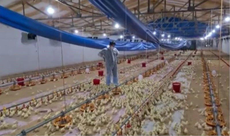 (Özel) Tek komutla binlercesini ayağına getirdi... Geh, geh, geh!
