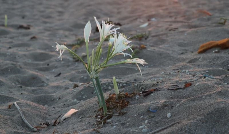 Nesli tükenme tehlikesindeki kum zambakları Adana sahillerinin 