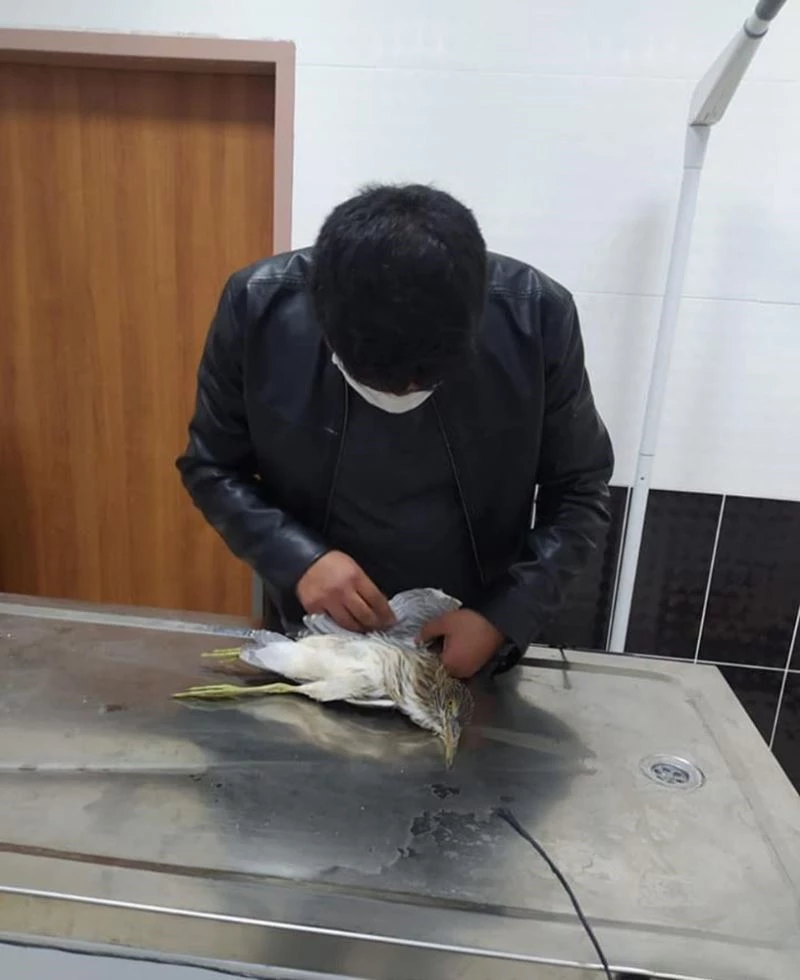 Yaralı Gece balıkçılı tedavi altına alındı
