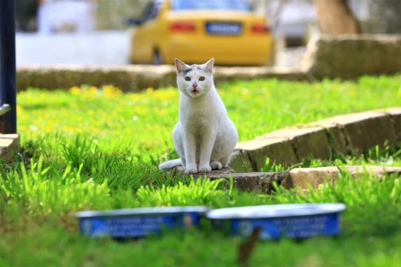 Muğla’da pandemi sürecinde 2 Bin 966 hayvan  tedavi edildi
