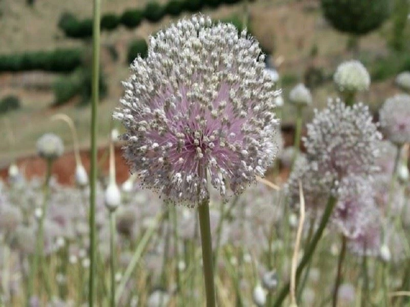 Tunceli Dağ Sarımsağını Koruma ve Tarlada Yetiştirme Projesi onaylandı
