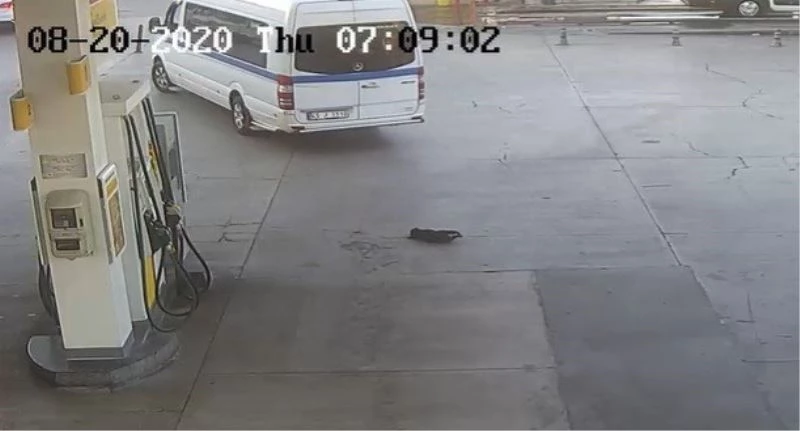 Yavru köpeği göz göre göre ezen sürücü: 