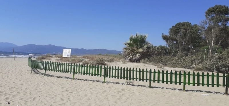 Kum zambaklarını yaban atları ve domuzlardan korumak için özel önlem alındı
