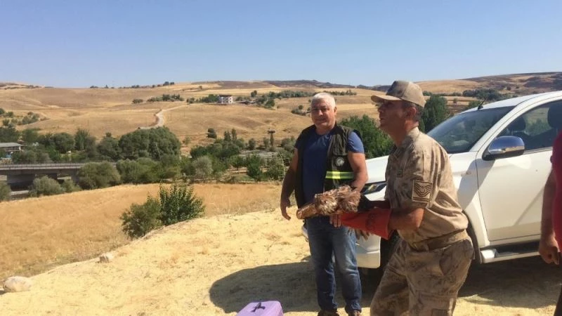 Bir yıl da kanatları yerine gelen kızıl şahin, doğaya salındı
