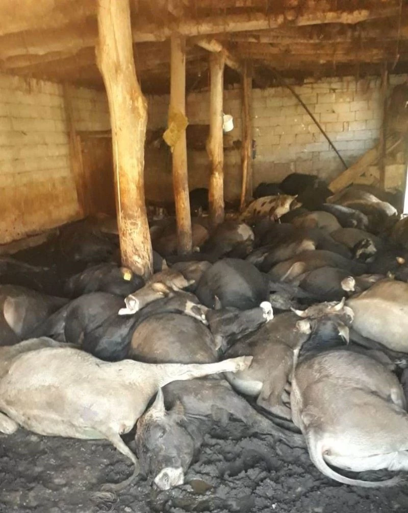 Yüksekova’da 50 büyükbaş hayvan havasızlıktan telef oldu
