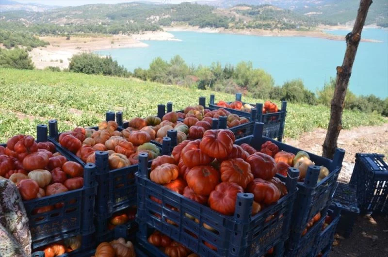 Dede yadigarı tohumlardan yetişen 