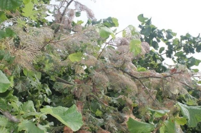 Amerikan Beyaz Kelebeği ile mücadelede ikinci dönem başlıyor
