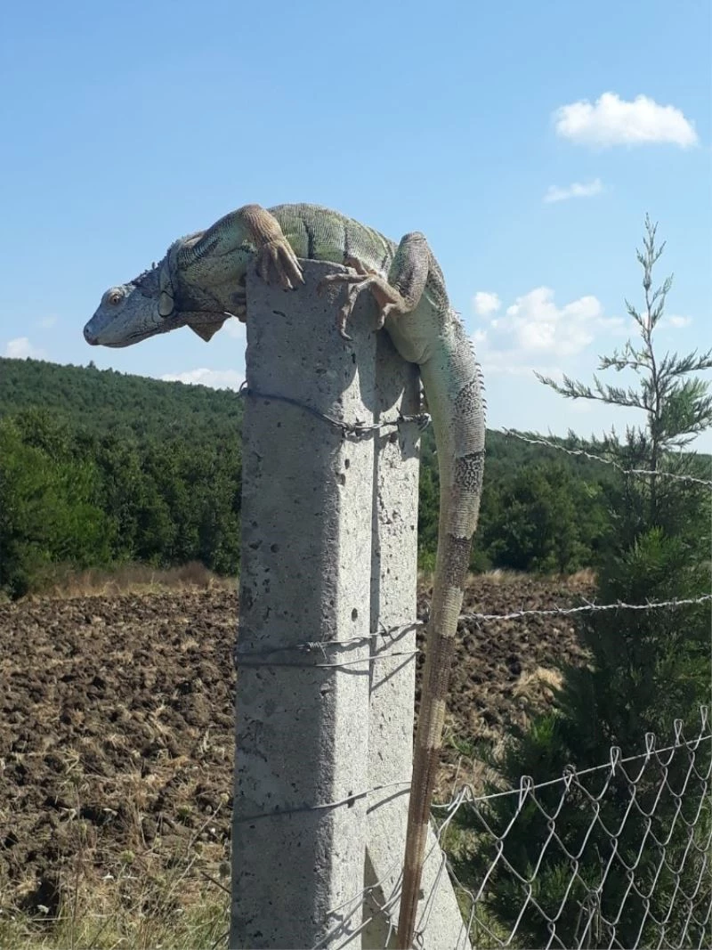 (Özel) Çatalca’da iguana şaşkınlığı
