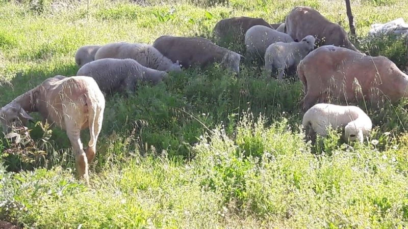 Ava çıkan kurt avlandı
