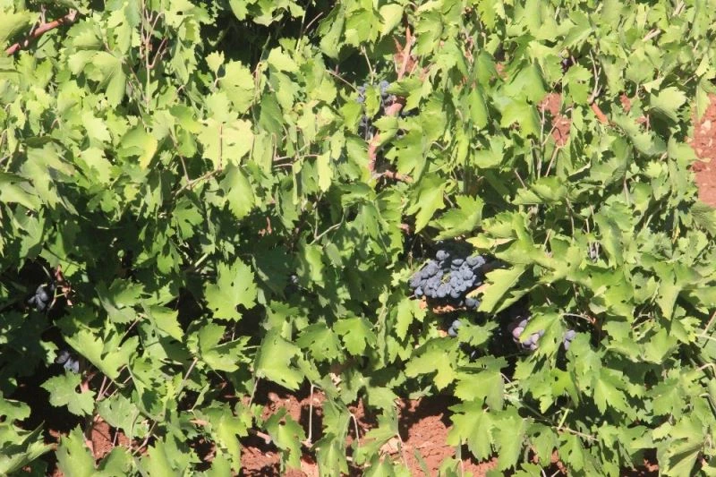 Kilis karası üzüm kurutulmaya bırakılıyor
