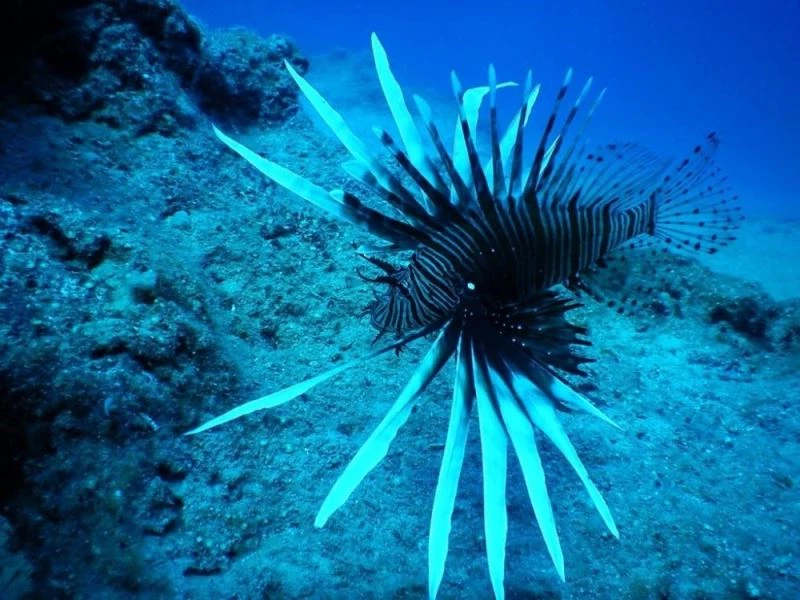 Denizlerin korkulu rüyası Bodrum’u istila etmeye başladı
