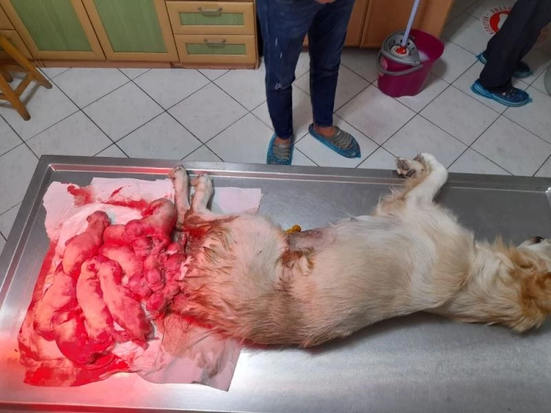 Golden cinsi köpek sezaryen ile 10 yavru doğurdu
