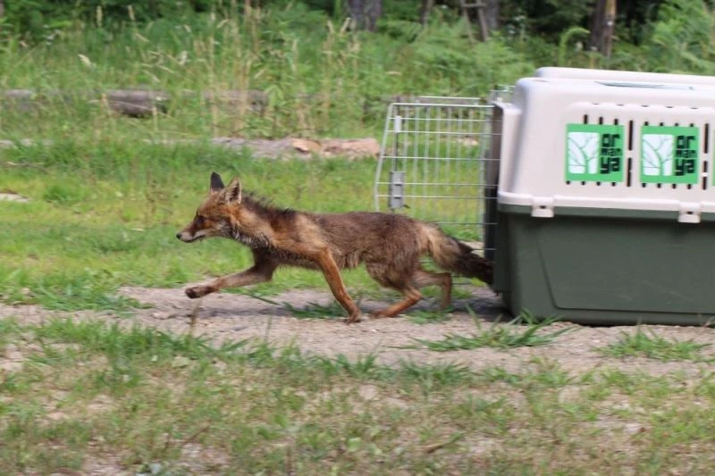 Yaralı yavru tilkileri tedavi edip evlerine ulaştırdılar

