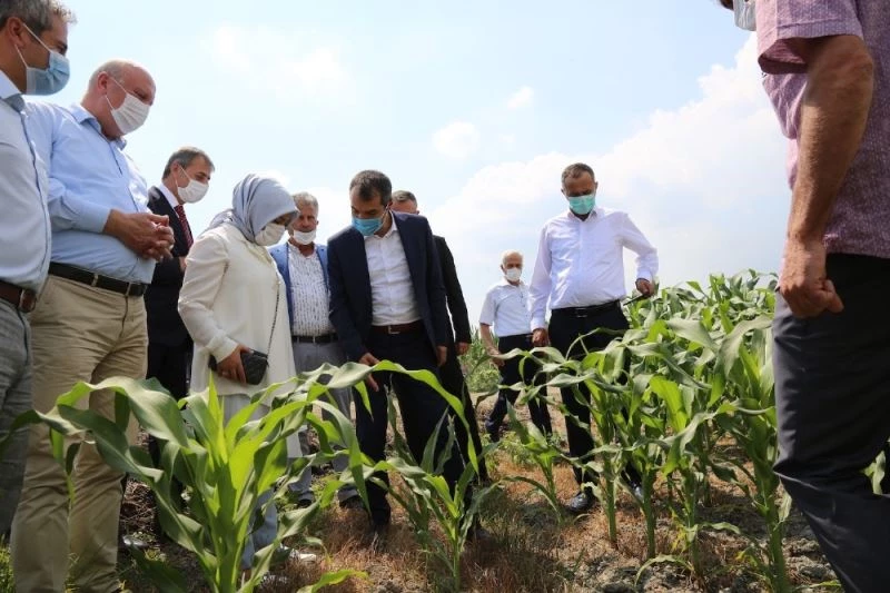 Tarım ve Orman Bakanlığı Bitkisel Üretim Genel Müdürü Mehmet Hasdemir:
