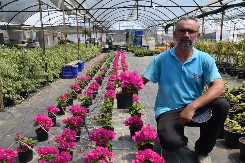 Laboratuvarda doku kültürüyle orkide üretiyor
