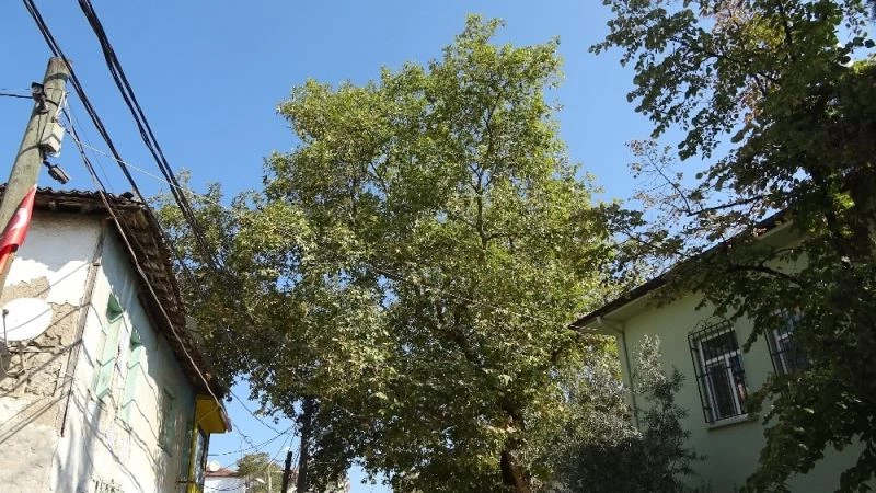 600 yıllık çınar kurumaya yüz tuttu
