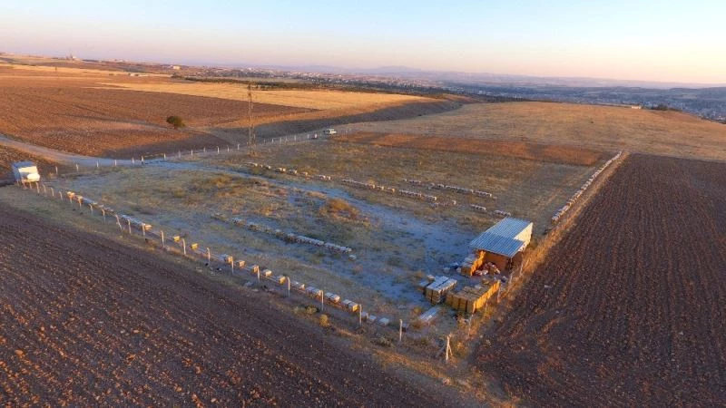 Belediye, Özel İdare ve Arıcılar Birliği çalışması ile ’Anadolu Arısı’ ıslahı yapılacak

