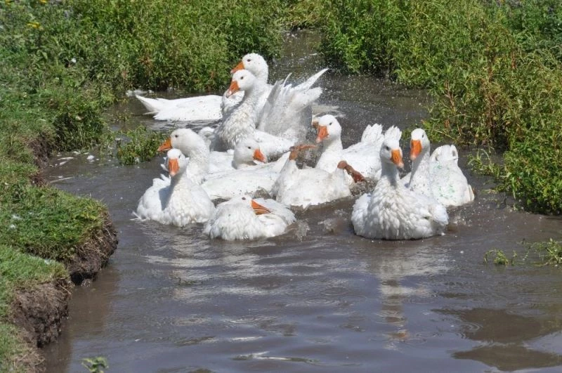 (Özel haber) Kars’ta kazlar besiye alındı
