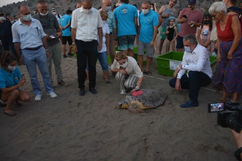 Tedavileri tamamlanan ve takip cihazı takılan caretta carettalar denize bırakıldı
