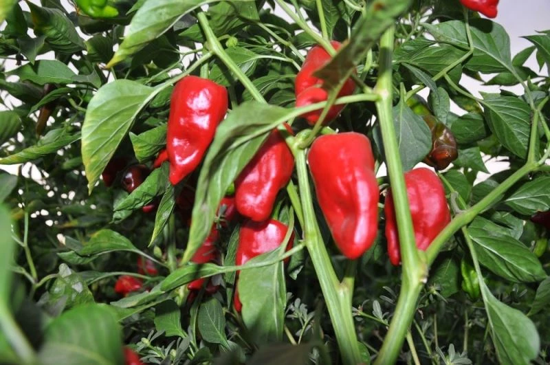 Alıcılara kızan üretici tonlarca biberi tarlada bıraktı
