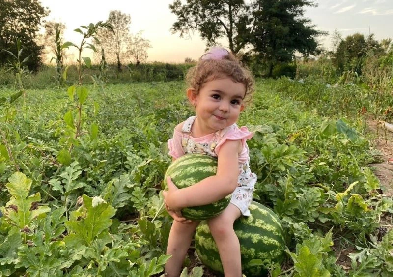 Erzincan’ın bereketli topraklarında üretilen karpuzun hasadı sürüyor
