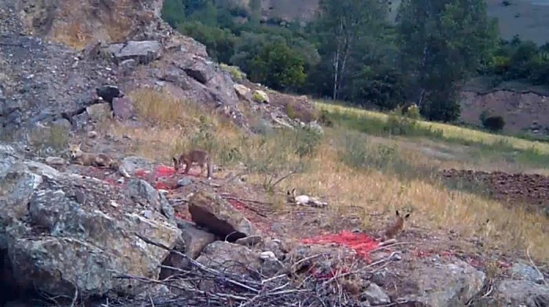 Anne tilki ve 4 yavrusu yuvalarında görüntülendi
