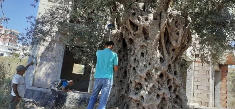 Bitişiğine villa yapılan 1500 yıllık zeytin ağacının tescili için çalışma başlatıldı
