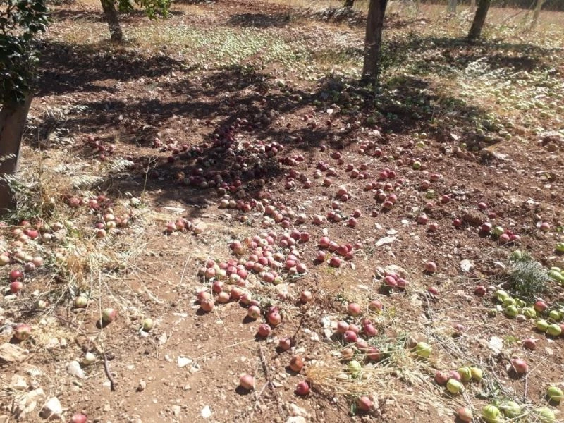 Fırtına meyve ağaçlarına zarar verdi
