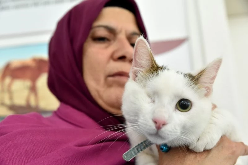 312 sokak hayvanı daha sahiplendirildi
