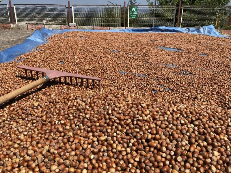 TMO kabuklu fındık alımına başladı
