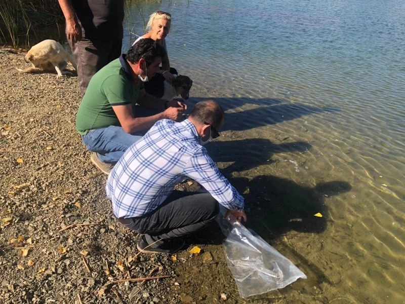 Hüyük’ün göletlerine yavru sazan balığı takviyesi
